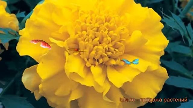 Бархатцы триплоидный Лемон Еллоу ? Лемон Еллоу обзор: как сажать, семена бархатцев Лемон Еллоу смотреть онлайн