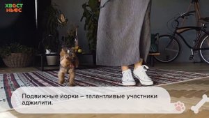 Все о породе йоркширский терьер (йорк)