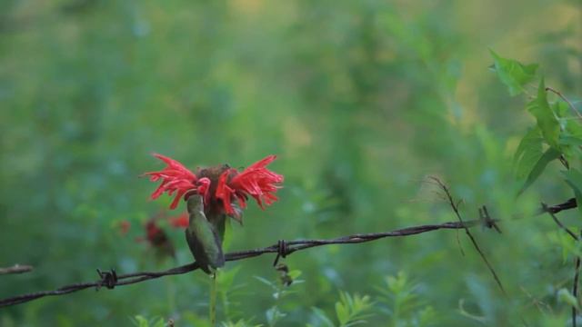 Фантастические красивые калибри и чарующая музыка смотреть онлайн