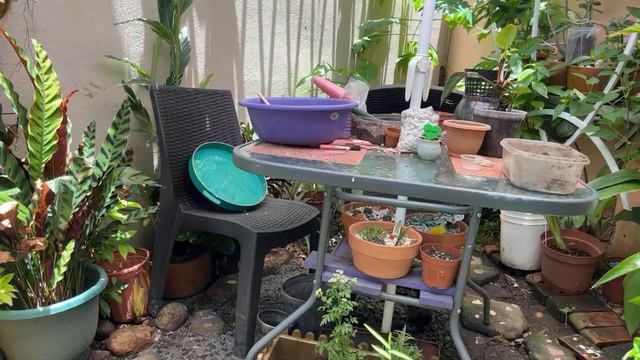 #trasplantes #suculentas #suculentaslove смотреть онлайн