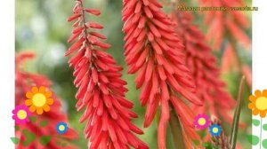 Книфофия ягодная Ред Рокет. Краткий обзор, описание характеристик kniphofia uvaria Red Rocket