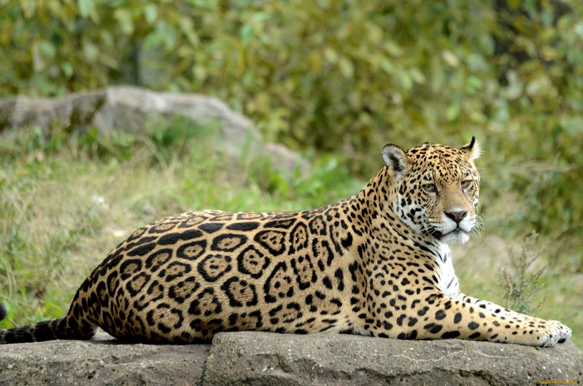 Jaguar Panthera Onca. 