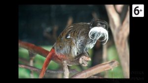 Удивительные соседи. Императорский тамарин