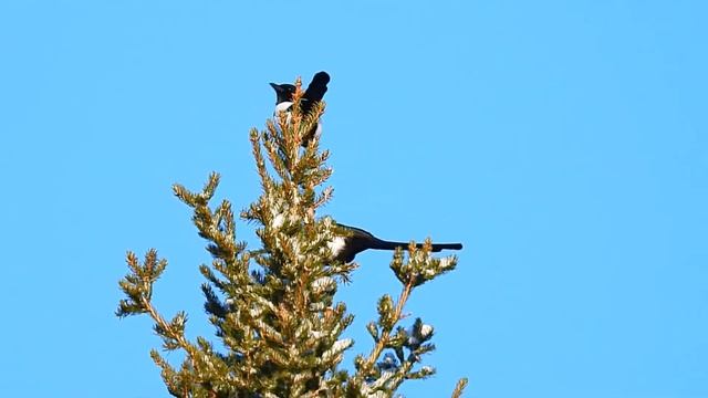 Сороки на солнце смотреть онлайн
