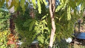 Белая акация на Южном Урале сбор семян