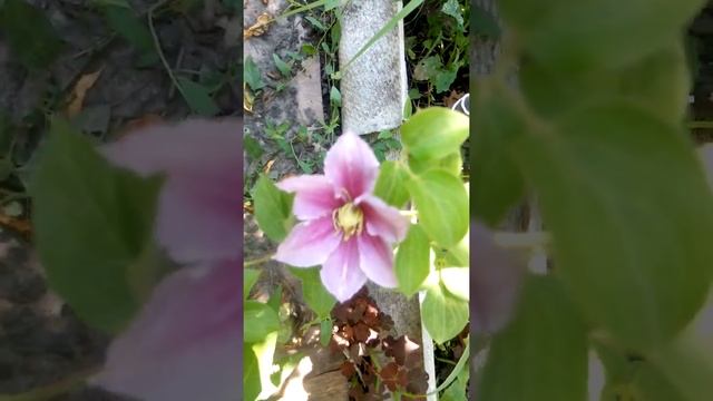 Клематис Пиилу. Цветение