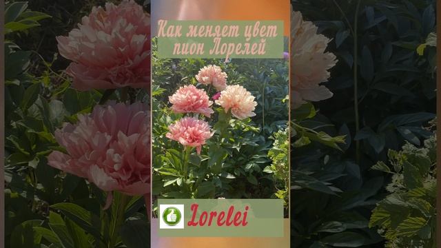 КАК МЕНЯЕТ ЦВЕТ ПИОН ЛОРЕЛЕЙ mov