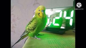 ВОЛНИСТЫЕ ПОПУГАЙЧИКИ – краткое описание