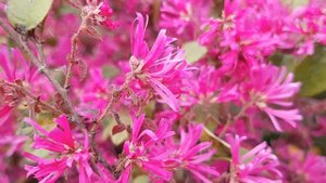 Лоропеталум красный | Жизнь в Адлере