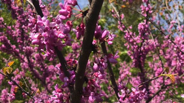 Andrea Hajdu - Truat Melech (Shout of a King) Carnegie Hall Giora Feidman, clarinet смотреть онлайн