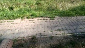 УКУСИЛА ОСА/ОТЁК /ШОК ОТ ВРАЧЕЙ