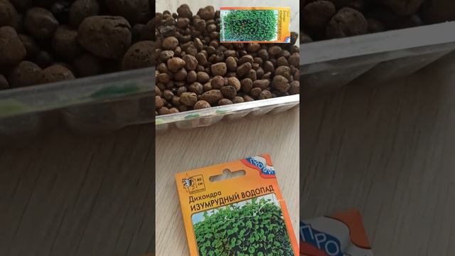 #дихондра ДИХОНДРА ПОСАДКА #дихондраизсемян #изсемян #наизнанку #декоративные #однолетники #керамзи