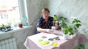 Появились мошки на рассаде что делать