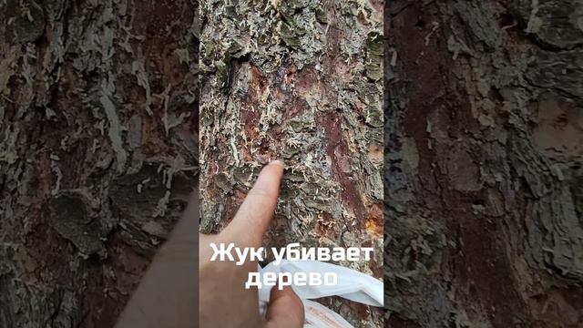 Жук убивает дерево! 🌲💀