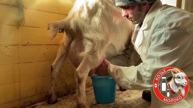 ЗААНЕНСКИЕ КОЗЫ Высокоудойные Зааненские козы смотреть онлайн