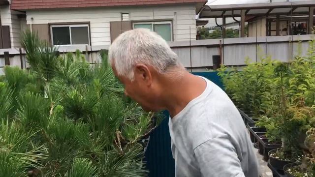 【5㎝以内黒松盆栽仕上がり】2022年8月クチナシ挿し木から5年目のザル育成検証！！すごい結果が明らかに～・やじま園＠盆栽タネ смотреть онлайн