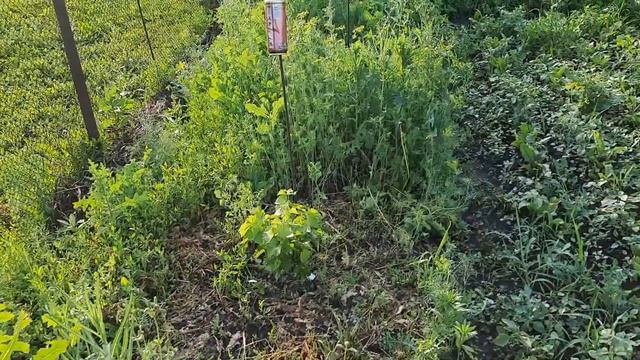 Как растут Винограды КАБЕРНЕ и ИЗАБЕЛЛА, смотреть онлайн