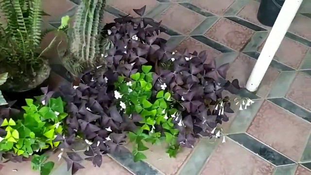 ОБЗОР цветов 😍(2) смотреть онлайн