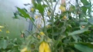 #Гуми-Оми 21.07- Подкормка перцев и баклажан/царь кабачок