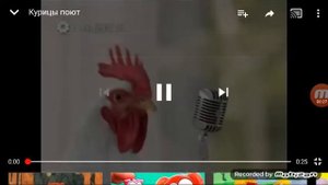Курицы поют