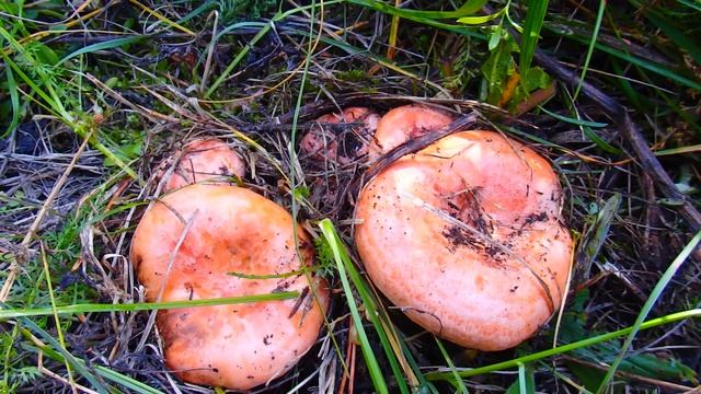 Осенние грибное нашествие рыжиков ! Море грибов рыжиков ! смотреть онлайн