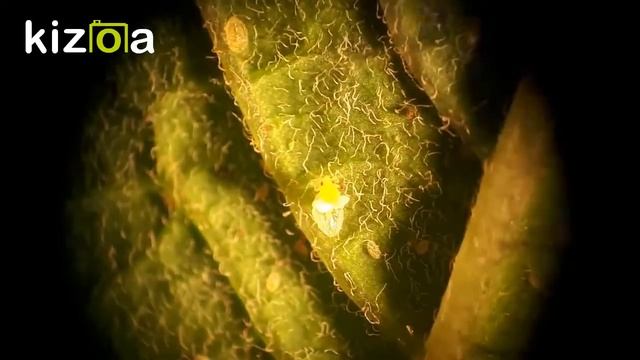 Табачная белокрылка смотреть онлайн