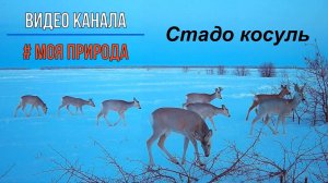 Стадо косуль