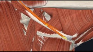 Шилоподъязычная мышца (m. stylohyoideus) 3D Анатомия