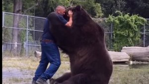 Человек спас медвежонка от медведя, и со временем он вырос в самого большого медведя в мире