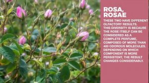 Rose Musk by Alyssa Ashley