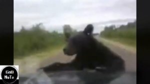 Медведь против человека | Медведь вышел из лесу подборка