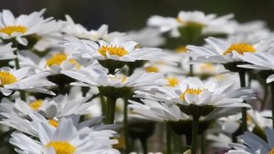 Никогда не оставляйте это на столе и ваш кошелёк всегда будет полон денег.