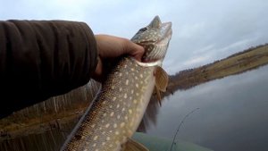 ЩУКА В КОРЯЖНИКЕ! ЛОВЛЯ щуки в ноябре 2018 на СПИННИНГ! ОТЧЕТ С РЫБАЛКИ!