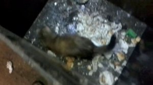 Хорек против мышей