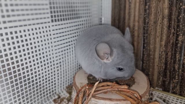 Самый Красивый Окрас Шиншилл: Голубой Бриллиант! Ссылки в описании)