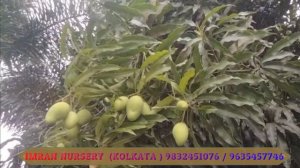 IMRAN NURSERY GARDEND RARE OF KATIMONY MANGO PLANTS || GRAFTED MANGO PLANTS HEALTHY LIVE PLANT  ||