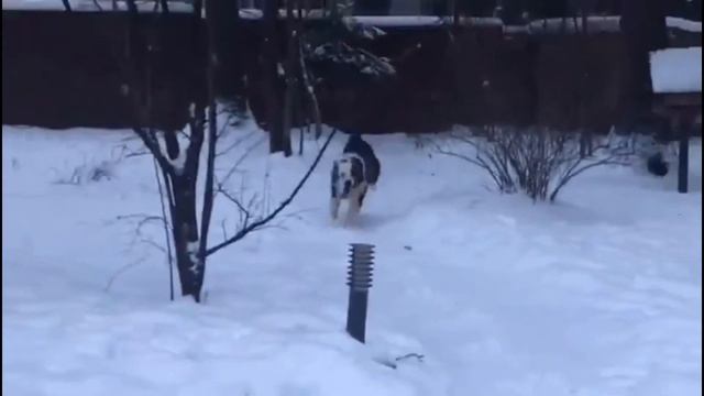 АДРИАН смотреть онлайн