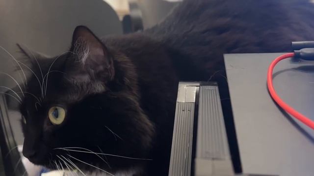 Ekkekkek: How Her Whiskers Tremble as This Fluffy Cat Chatters & Chirps at Birds #cat #cute #funny смотреть онлайн