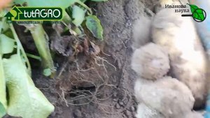 Пощупал СПУНТУ - ранний египетский картофель из гипермаркета. Признаки готовности картофеля к уборк