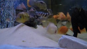 Аквариум 240 литров с цихлидами