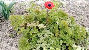 29.03.2020. Ветреница корончатая. Anemona coronaria