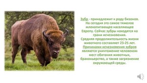 4 октября - Всемирный день защиты животных