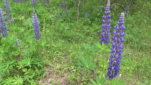 Ты Человек! Ты баловень природы  Белла Ахмадулина