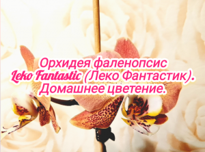 Орхидея фаленопсис Leco Fantastic (Леко Фантастик). Домашнее цветение.