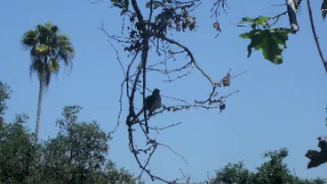 Gentle Breezes & Birdsong.mov