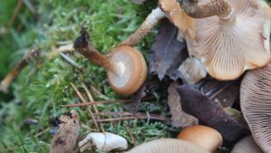 Гриб с Прекрасным запахом - Опёнок летний