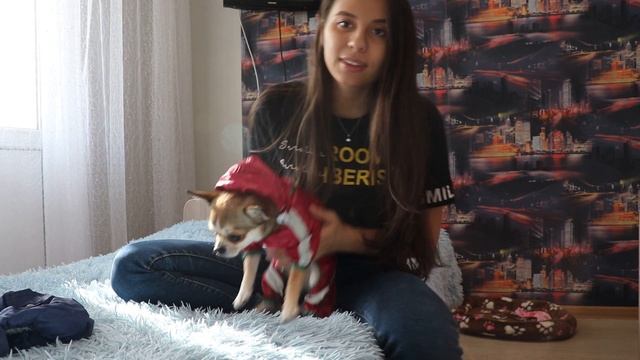 ГАРДЕРОБ ЧИХУАХУА | ШОКОЛАД ДЛЯ СОБАК смотреть онлайн