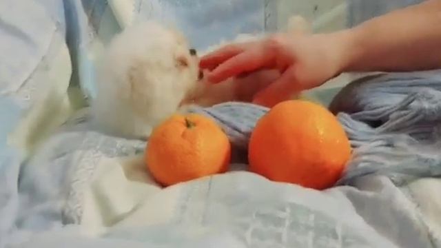 Малыш мальтийской болонки