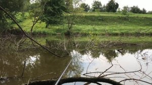 Поклевки Карпа на Боковой Кивок  Ловля на боковой кивок карпа весной на горох. Рыбалка на карпа