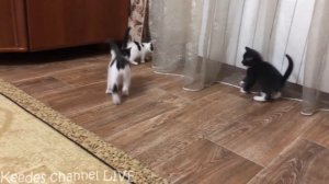 Рыжик, Печенька и спасенные котята